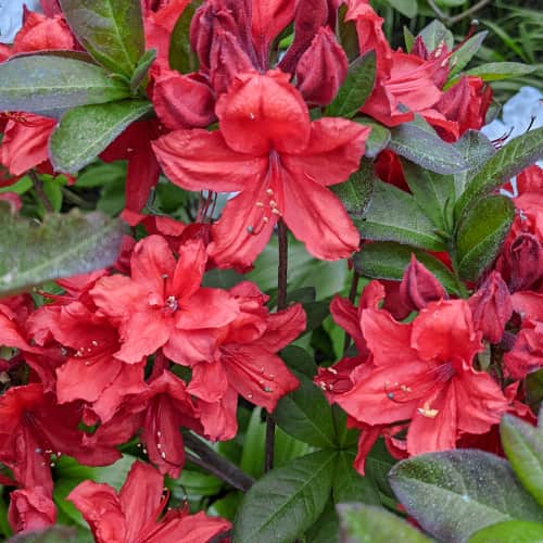 Rhododendron Nabucco, С2 kép 1 termék 8264