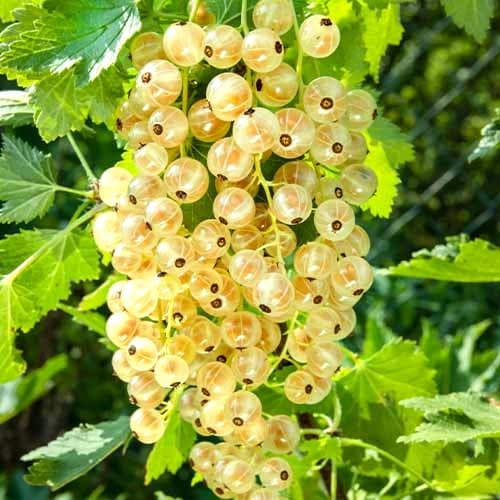 Ribizli fehér Versaille, Р9 kép 1 termék 7562