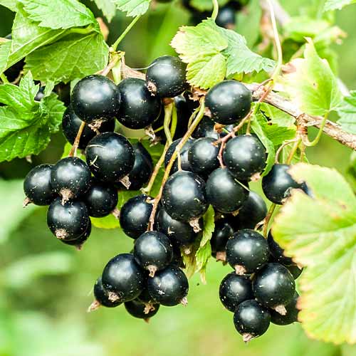 Ribizli fekete Big Ben, Р9 termék fotó 1 Ribizli fekete Big Ben, Р9 kép 1 termék 7575