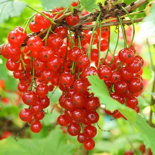 Ribizli piros Jonkheer van Tets, Р9 termék fotó 1 Ribizli piros Jonkheer van Tets, Р9 kép 1 termék 7601