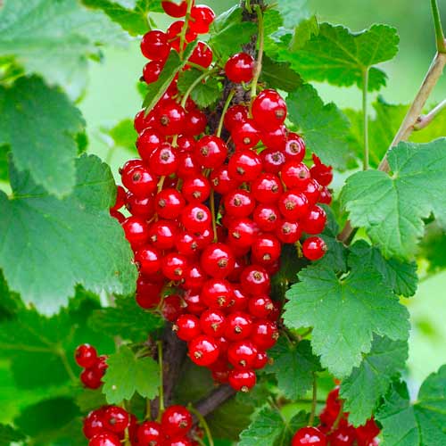 Ribizli piros Rondom kép 1 termék 7603