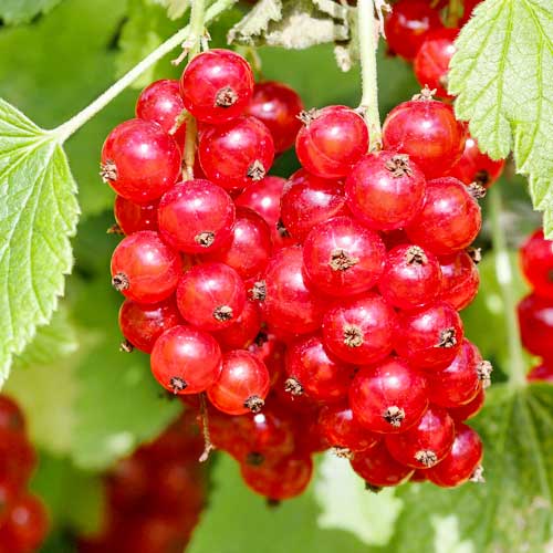 Ribizli piros Rosetta kép 1 termék 7604