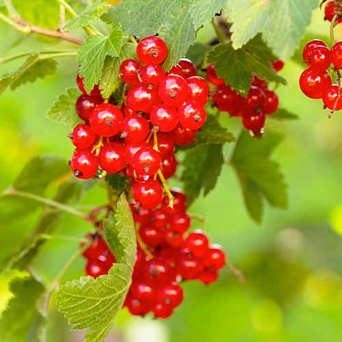 Ribizli piros Rovada, Р9 kép 1 termék 7570