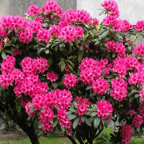 Rododendron Eruption termék fotó 1 Rododendron Eruption kép 1 termék 4794