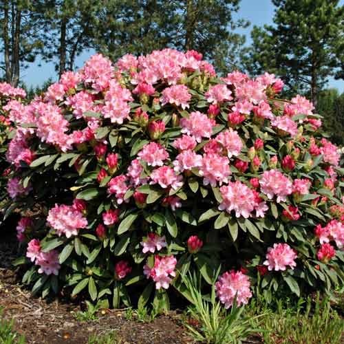 Rododendron Fantastica termék fotó 1 Rododendron Fantastica kép 1 termék 9091