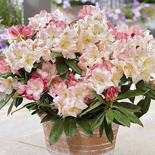 Rododendron Percy Wiseman termék fotó 1 Rododendron Percy Wiseman kép 1 termék 4793