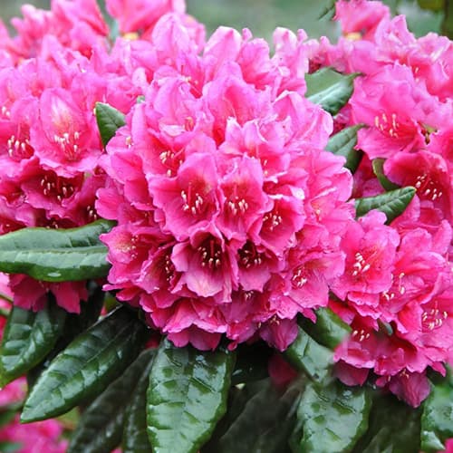 Rododendron Rodrigo termék fotó 1 Rododendron Rodrigo kép 1 termék 1564