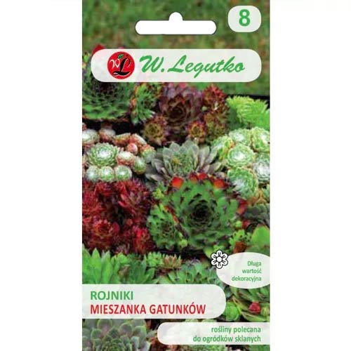 Rojnik (Sempervivum), színkeverék Legutko kép 1 termék 50117