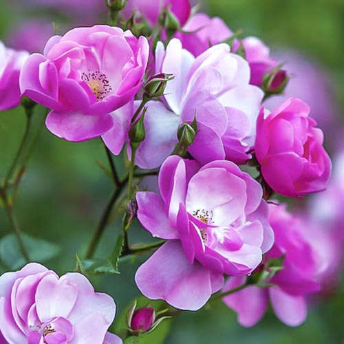 Rózsa floribunda Angelica kép 1 termék 6203