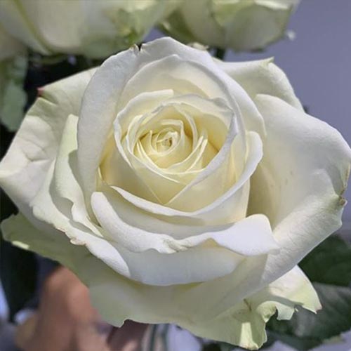 Rózsa floribunda Avalanche kép 1 termék 6205