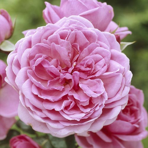 Rózsa floribunda Berleburg ®, С5 termék fotó 1 Rózsa floribunda Berleburg ®, С5 kép 1 termék 6170