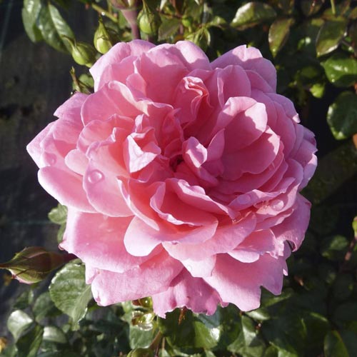 Rózsa floribunda Berleburg ®, С5 termék fotó 2 Rózsa floribunda Berleburg ®, С5 kép 2 termék 6170