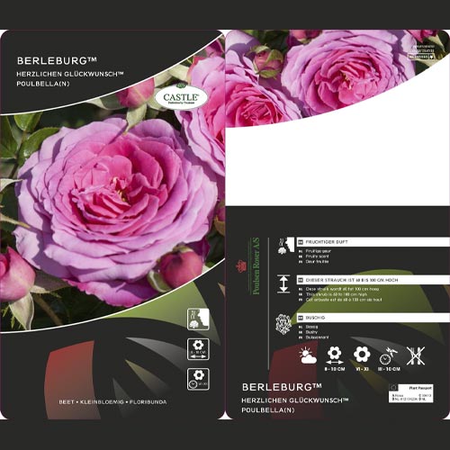 Rózsa floribunda Berleburg ®, С5 termék fotó 3 Rózsa floribunda Berleburg ®, С5 kép 3 termék 6170
