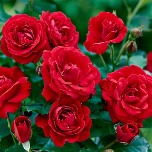 Rózsa floribunda Bordo termék fotó 1 Rózsa floribunda Bordo kép 1 termék 5880