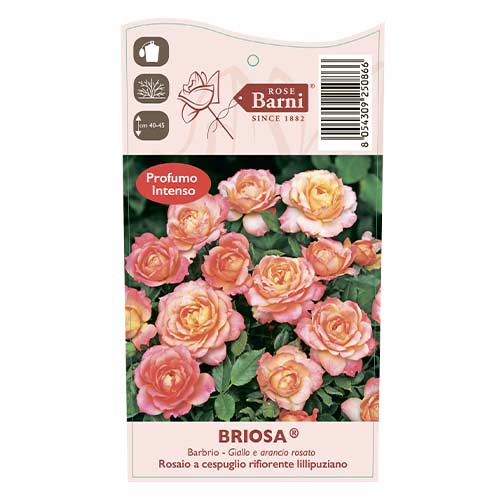 Rózsa floribunda Briosa®, C5 kép 4 termék 6149