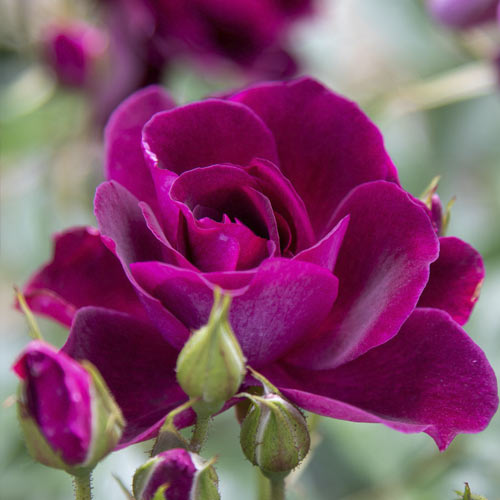 Rózsa floribunda Burgundy Iceberg®, C5 kép 2 termék 6146