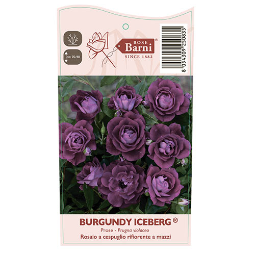 Rózsa floribunda Burgundy Iceberg®, C5 kép 5 termék 6146