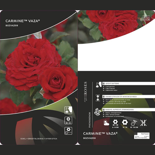 Rózsa floribunda Carmine™ Vaza ®, С3 kép 2 termék 6171