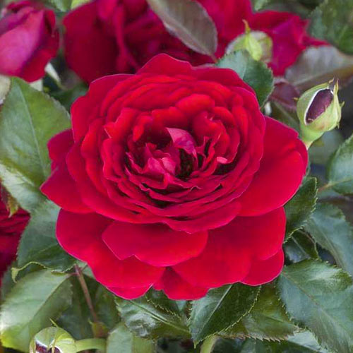 Rózsa floribunda Chic™ Fashion ®, С3 kép 1 termék 6172