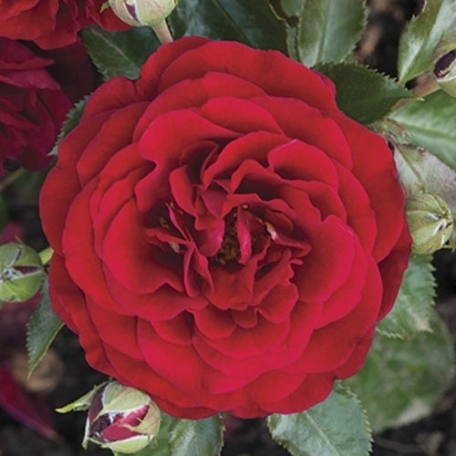 Rózsa floribunda Chic™ Fashion ®, С3 kép 2 termék 6172