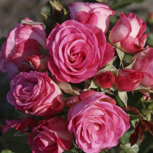 Rózsa floribunda Czeslaw Milosz® kép 1 termék 6192