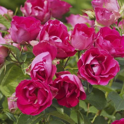 Rózsa floribunda Czeslaw Milosz® kép 3 termék 6192