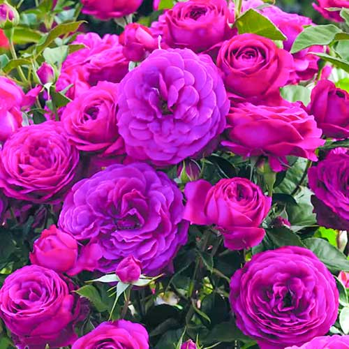Rózsa floribunda Dark Pink kép 1 termék 5882