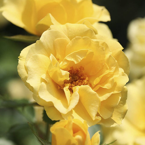 Rózsa floribunda Dark Yellow™ Vaza ®, С3 kép 1 termék 6173
