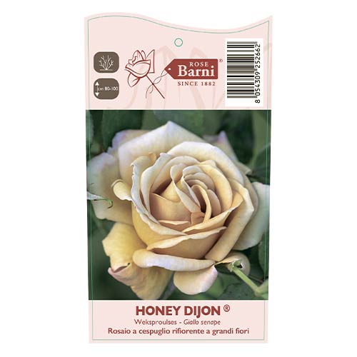 Rózsa floribunda Honey Dijon®, C5 kép 3 termék 6144