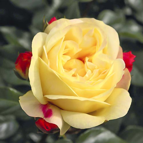 Rózsa floribunda Lampion ®, С3 kép 1 termék 6175