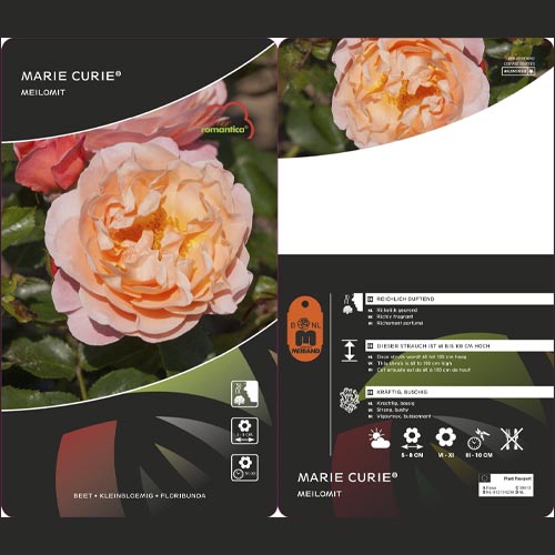 Rózsa floribunda Marie Curie ®, С3 termék fotó 3 Rózsa floribunda Marie Curie ®, С3 kép 3 termék 6176