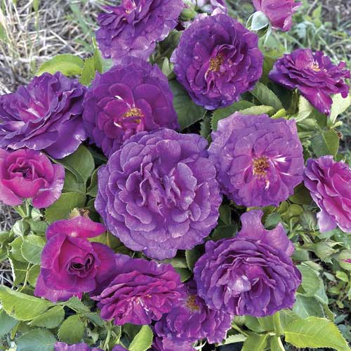 Rózsa floribunda Minerva®, C5 kép 1 termék 6145