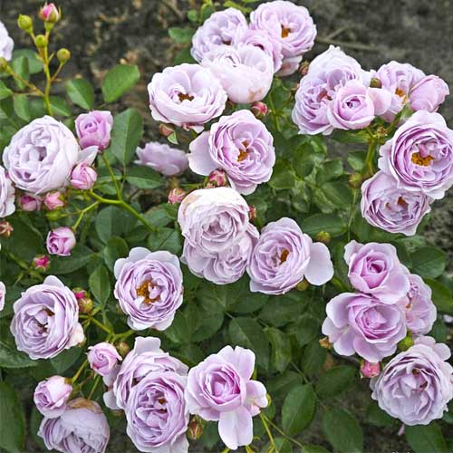 Rózsa floribunda Nautica®, C5 kép 1 termék 6150