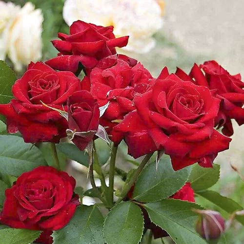 Rózsa floribunda Niccolo Paganini kép 1 termék 6216