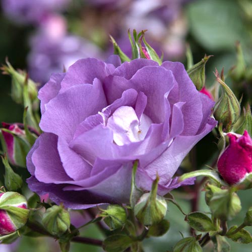 Rózsa floribunda Pacific Dream®, C5 kép 2 termék 6148