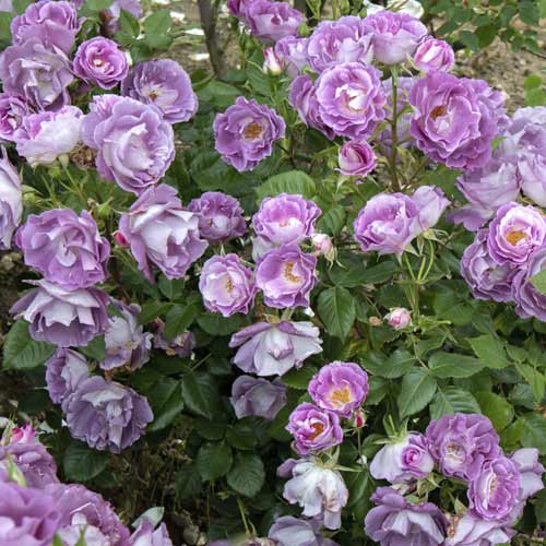 Rózsa floribunda Pacific Dream®, C5 kép 4 termék 6148
