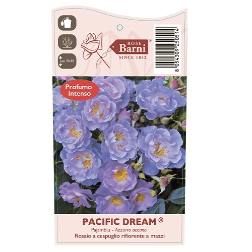 Rózsa floribunda Pacific Dream®, C5 kép 5 termék 6148