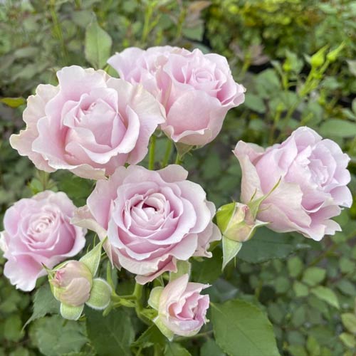Rózsa floribunda Pink Ruf, С5 kép 1 termék 6177