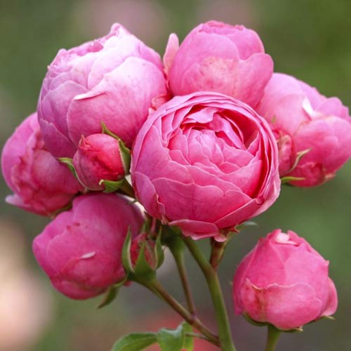 Rózsa floribunda Pomponella Fairy Tale kép 1 termék 6220