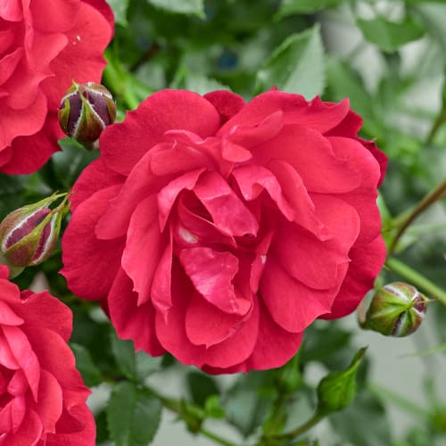 Rózsa floribunda Raspberry Royale®, C3 kép 1 termék 5444