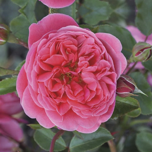 Rózsa floribunda Raspberry ™, С3 kép 1 termék 6178
