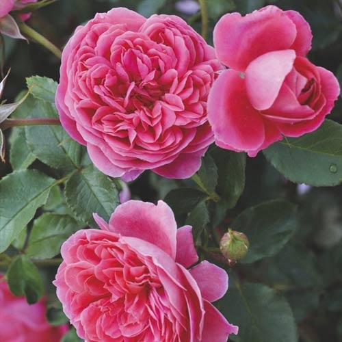 Rózsa floribunda Raspberry ™, С3 kép 2 termék 6178