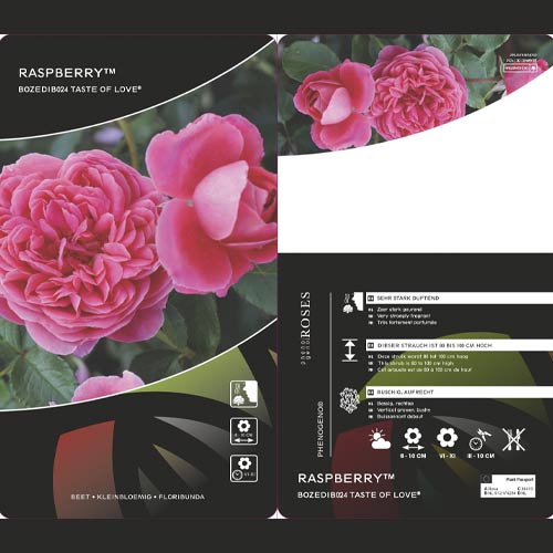 Rózsa floribunda Raspberry ™, С3 kép 3 termék 6178