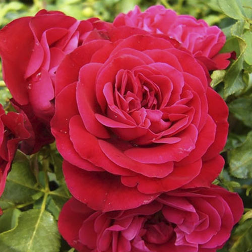 Rózsa floribunda Red Meilove ®, С3 termék fotó 1 Rózsa floribunda Red Meilove ®, С3 kép 1 termék 4555