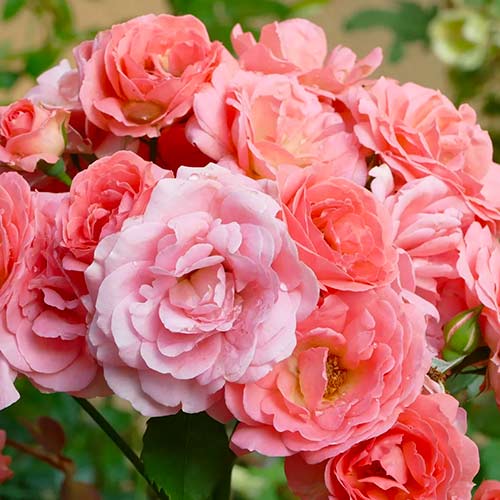 Rózsa floribunda Salmon termék fotó 1 Rózsa floribunda Salmon kép 1 termék 5883