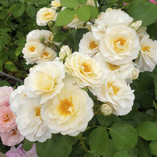Rózsa floribunda Zorza® kép 3 termék 6190