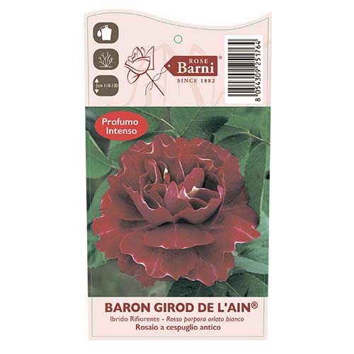 Rózsa futó Baron Girod De L'ain, C5 kép 3 termék 6141