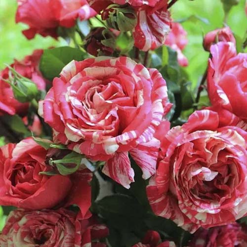 Rózsa futó Chocolate Ripples kép 1 termék 6248