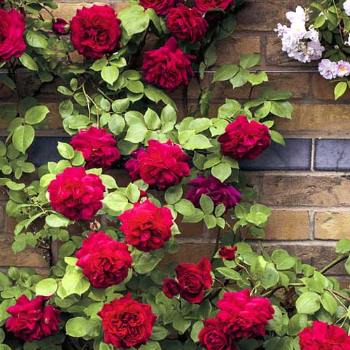 Rózsa futó Don Juan termék fotó 1 Rózsa futó Don Juan kép 1 termék 6249