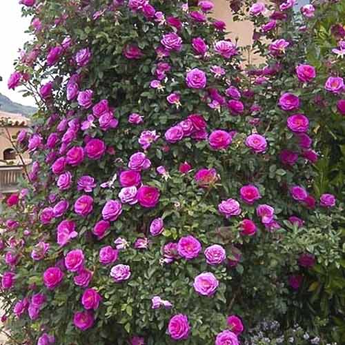 Rózsa futó Gloriana kép 1 termék 6250